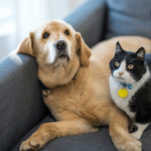 Basic Animals
