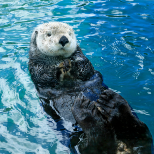 Sea Animals