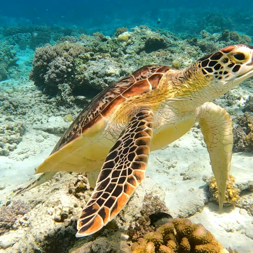 Sea Animals 2